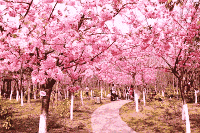 中国电信“5G”解锁 锡马、赏樱新姿势！