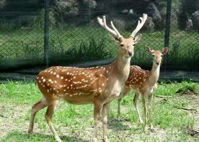 假期去哪儿枣庄这里有座萌宠乐园快来带着神兽会萌宠