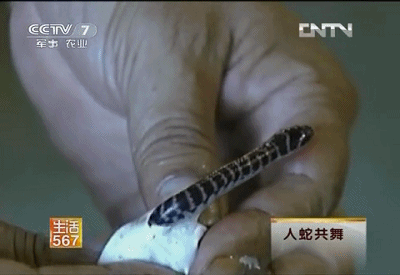 中国最恐怖农村：800人养了300万条蛇，把央视记者都吓坏了！（视频/组图） - 17