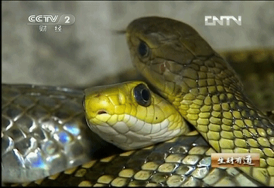 中国最恐怖农村：800人养了300万条蛇，把央视记者都吓坏了！（视频/组图） - 18