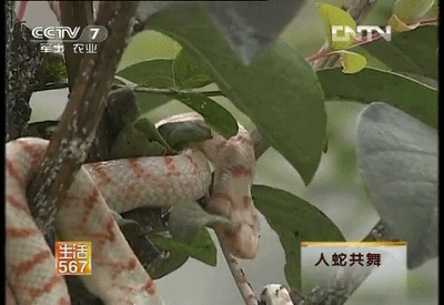 中国最恐怖农村：800人养了300万条蛇，把央视记者都吓坏了！（视频/组图） - 19