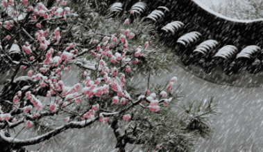下雪纷飞美景动态图片图片