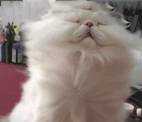 犬猫皮肤病 一到春季 皮肤好像越来越皮 习性 维宠宠物导航网