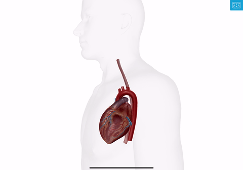 彩超探头怎么转换经食道心脏彩超（TEE）总看不懂？5 分钟掌握经典切面！（附动图）_https://www.jmylbn.com_新闻资讯_第2张