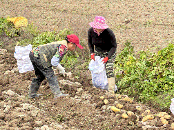 收获“金豆豆”~这个村迎来丰收季！