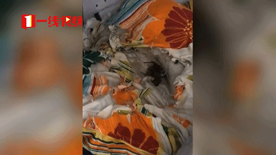 又到这个季节！掀开学生宿舍被子，瞬间头皮发麻，竟全是老鼠…