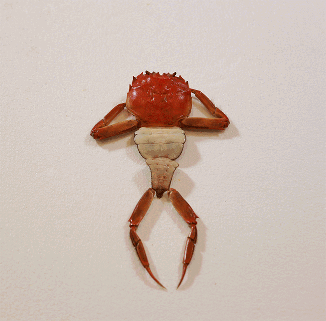 【苏州螃蟹批发价格联盟】走!带你去吃大纵湖大闸蟹!