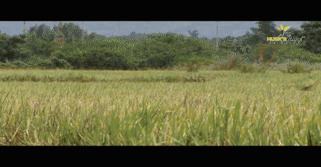 轻则食欲的不阵,腹胀,刺痛, 重则引起胃黏膜糜烂,溃疡,甚至胃穿孔.
