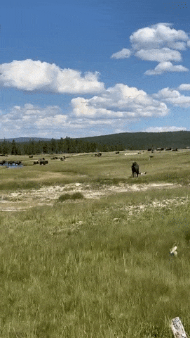 恐怖视频！女游客国家公园遭野牛袭击，逃命时摔倒临时装死，下一秒惊呆众人（视频/组图） - 9