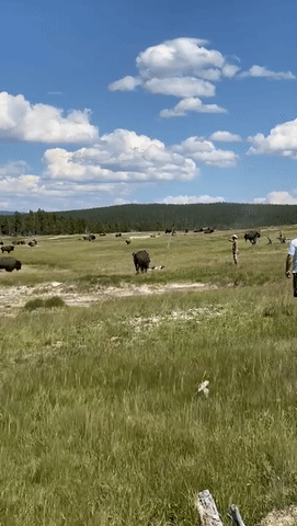 恐怖视频！女游客国家公园遭野牛袭击，逃命时摔倒临时装死，下一秒惊呆众人（视频/组图） - 10