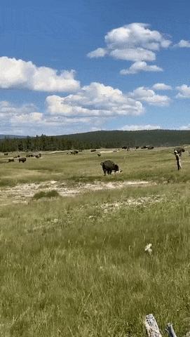 恐怖视频！女游客国家公园遭野牛袭击，逃命时摔倒临时装死，下一秒惊呆众人（视频/组图） - 8