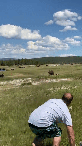 恐怖视频！女游客国家公园遭野牛袭击，逃命时摔倒临时装死，下一秒惊呆众人（视频/组图） - 6