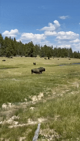 恐怖视频！女游客国家公园遭野牛袭击，逃命时摔倒临时装死，下一秒惊呆众人（视频/组图） - 4