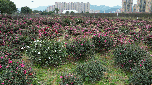 美！美！美！贵安1.7万平米茶梅盛放！