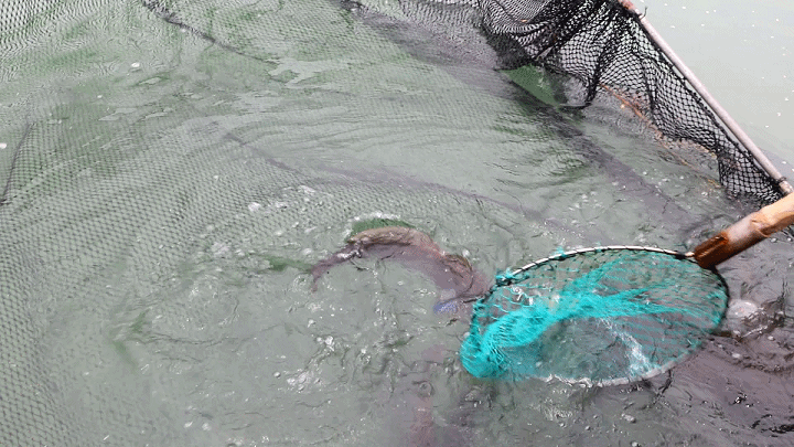 禁渔期！连江没海鲜吃？不存在！