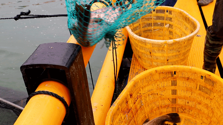 禁渔期！连江没海鲜吃？不存在！