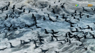 8部超高分BBC纪录片，孩子暑期延伸眼界必备