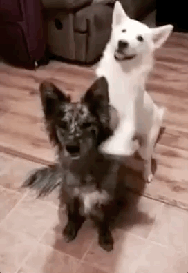 智商第一的边牧和缺智商的二哈生出来的狗子,画风真是很奇特了…-友友