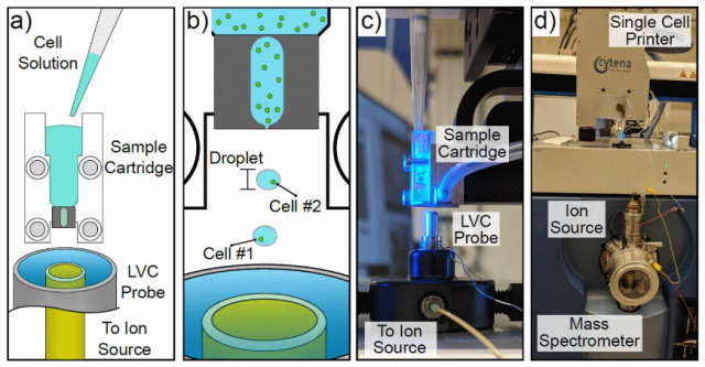 文獻(xiàn)解讀｜SCP-LVC-MS助力快速、非靶向單細(xì)胞代謝分析
