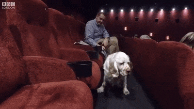全美首家狗狗电影院达拉斯开业 这是个好生意么？