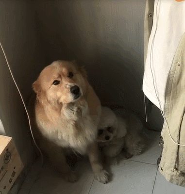 金毛和贵宾一同犯错,老实的暖男居然露出这副表情