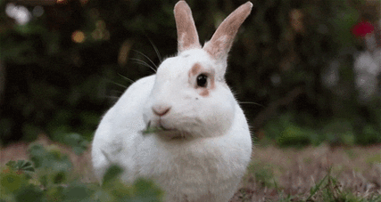 兔子跳动态图片图片
