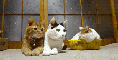 猫猫这么可爱,为什么被迫沦为犯罪工具?-微信头条网 猫猫这么可爱,为什么被迫沦为犯罪工具?