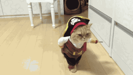 猫猫这么可爱,为什么被迫沦为犯罪工具?-微信头条网 猫猫这么可爱,为什么被迫沦为犯罪工具?