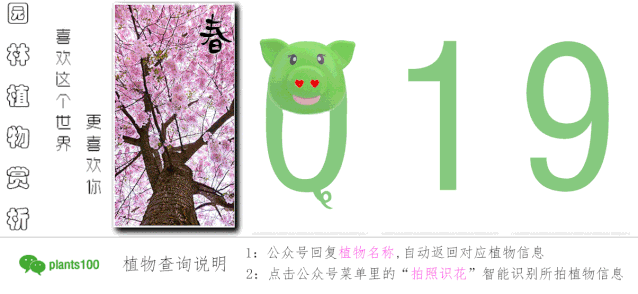 园艺 球根花卉种植搭配攻略 园林植物赏析 微信公众号文章阅读 Wemp