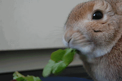 人类更适合吃素or吃肉 专家给出 黄金肉素比 6park Com