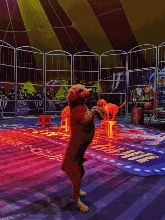 【陳砦花卉鶴壁店】--店慶嘉年華，感恩大回饋！