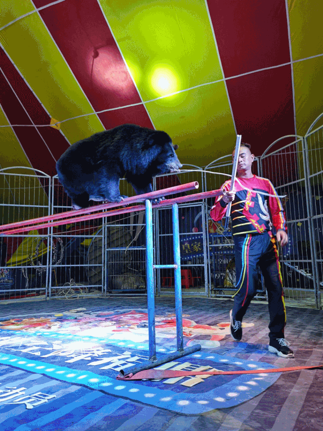 【陳砦花卉鶴壁店】--店慶嘉年華，感恩大回饋！