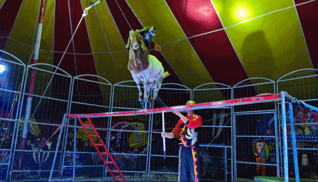 【陳砦花卉鶴壁店】--店慶嘉年華，感恩大回饋！