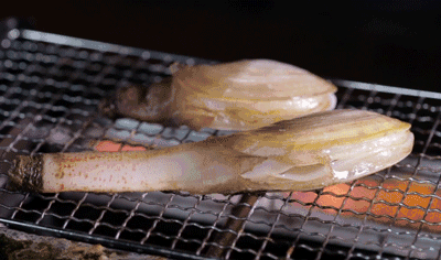 象拔蚌—①—接下来请跟着我一起,打起12分的精神,抱着严谨,开放的