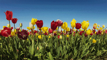 微风吹过,花朵轻轻摆动 如同一张张灿烂的笑脸 在冬季 除了向日葵