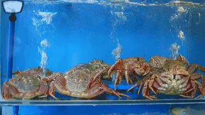 吃螃蟹一折?三胖你是要搞事情啊!