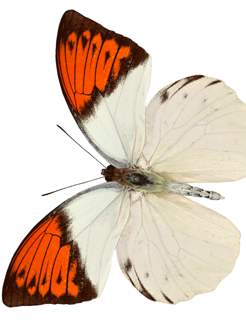 ps镜像快捷键_镜像快捷键命令是什么_镜像快捷键cad命令是什么