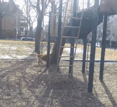 遛狗時請離這個地方遠點，不然... 寵物 第4張