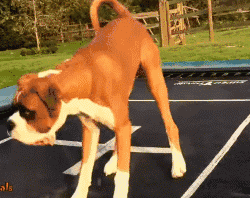 遛狗時請離這個地方遠點，不然... 寵物 第7張