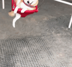 遛狗時請離這個地方遠點，不然... 寵物 第17張