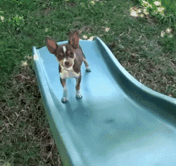 遛狗時請離這個地方遠點，不然... 寵物 第6張