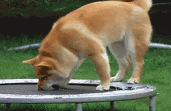 遛狗時請離這個地方遠點，不然... 寵物 第10張