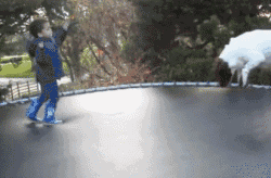 遛狗時請離這個地方遠點，不然... 寵物 第9張