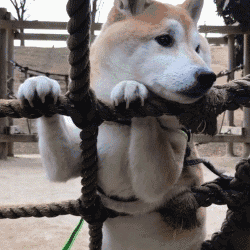 遛狗時請離這個地方遠點，不然... 寵物 第14張