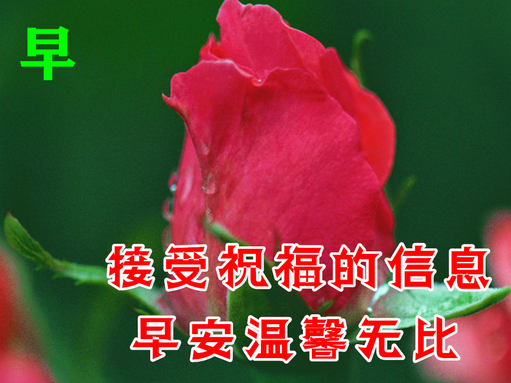 问候表情包_美女早上问候表情包_中老年问候表情包