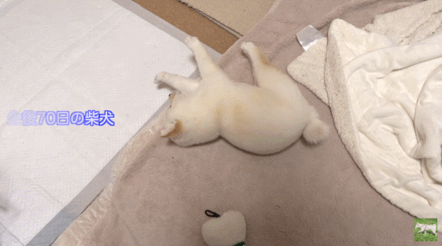 出生70天的柴犬寶寶，憑睡姿萌翻200w網友：「又想騙我養狗！」 寵物 第12張