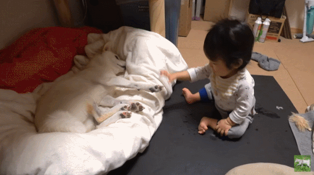 出生70天的柴犬寶寶，憑睡姿萌翻200w網友：「又想騙我養狗！」 寵物 第29張