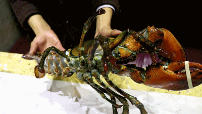 400_225gif 动态图 动图