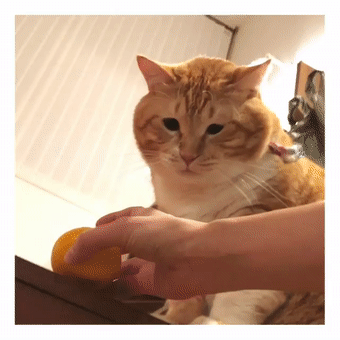 又喪又肥！日本這只大橘喵走紅網路，連玩個球都懶得站起來… 未分類 第2張