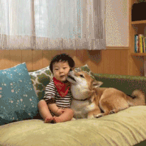 日本一柴犬家添了一個小主人後，它就像大哥一樣無限寵溺！看完想養狗了… 寵物 第4張
